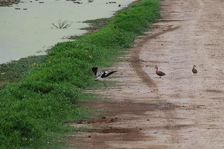 Blacksmith Plover (Waffenkiebitz) und Hottentot Teals (Hottentottenenten)