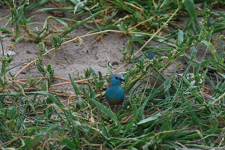 Blue-breasted Cordonbleu (Blauastrild)