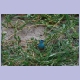 Blue-breasted Cordonbleu (Blauastrild)