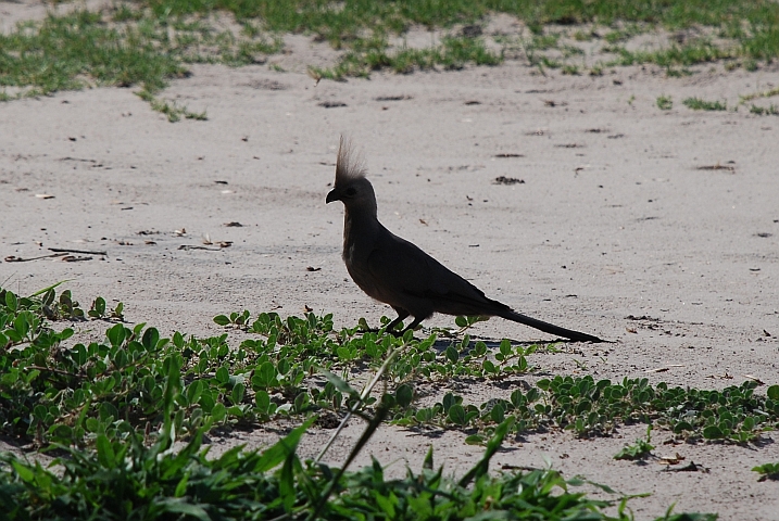 Grey Go-away-bird (Graulärmvogel)