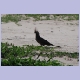 Grey Go-away-bird (Graulärmvogel)