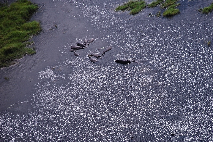 Flusspferd-Treffen