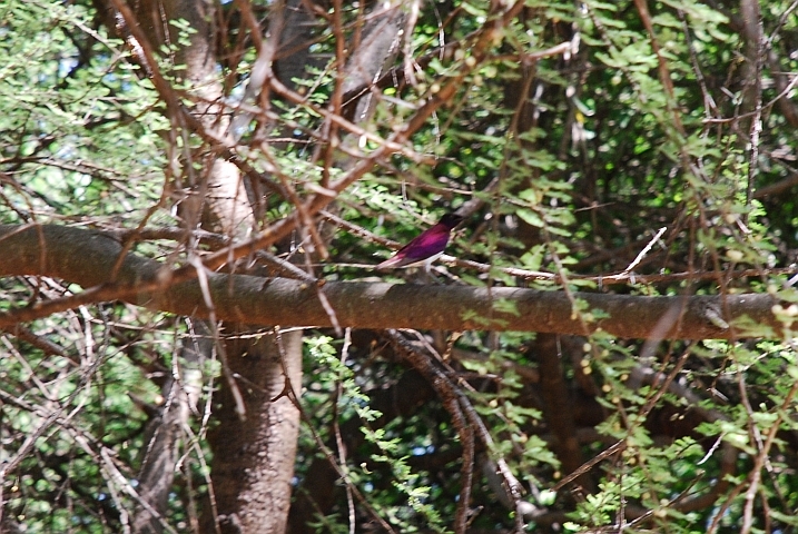 Violet-backed oder Plumcoloured Starling (Amethystglanzstar)