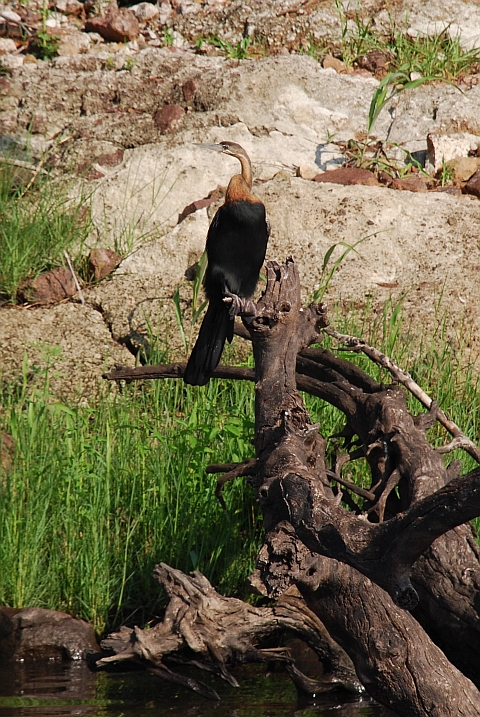 African Darter (Schlangenhalsvogel)