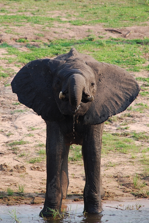 Junger Elefant trinkt aus dem Chobe