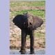 Junger Elefant trinkt aus dem Chobe