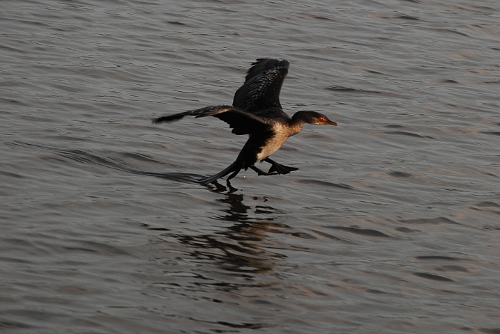 Long-tailed Cormorant (Riedscharbe) wassert auf dem Chobe