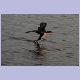 Long-tailed Cormorant (Riedscharbe) wassert auf dem Chobe