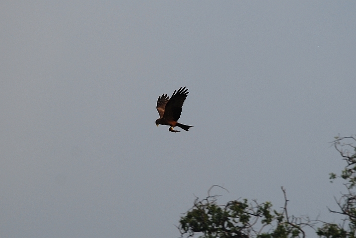 Ein Yellowbilled Kite (Schmarotzermilan) hat einen Fisch gefangen und wird ihn gleich wieder verlieren