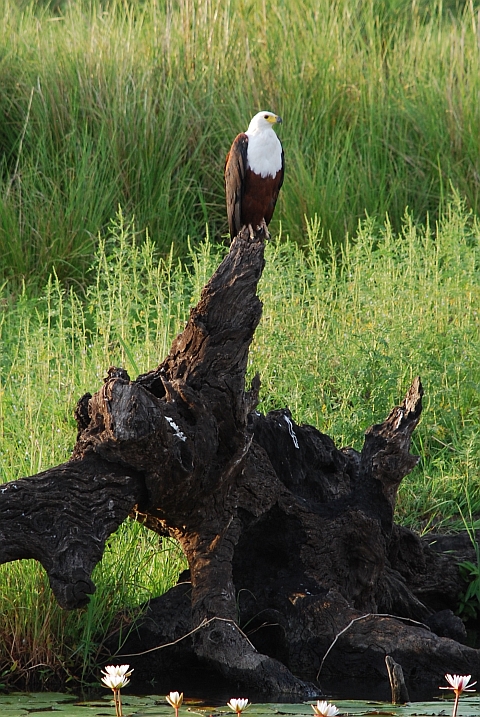 African Fish-Eagle (Schreiseeadler)