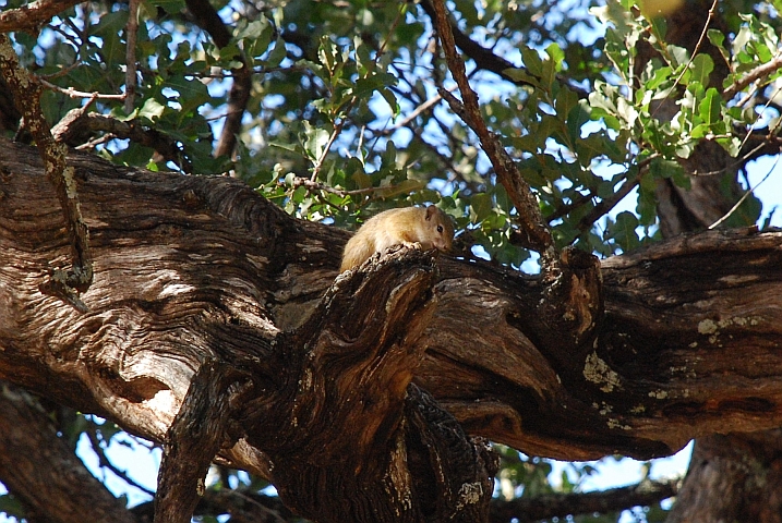 Buschhörnchen