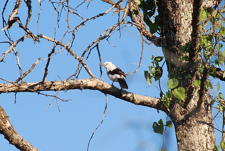 Southern Pied Babbler (Elsterdrossling)