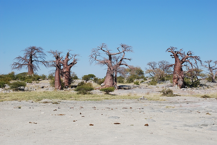 Das Wahrzeichen von Kubu Island: Baobabs
