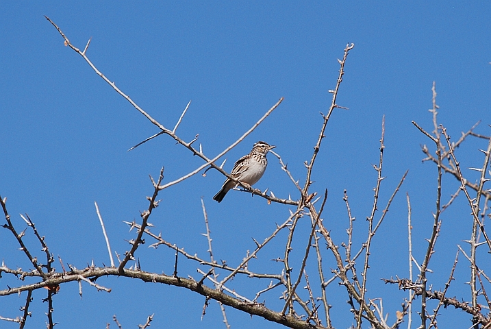 Sabota Lark (Sabotalerche)