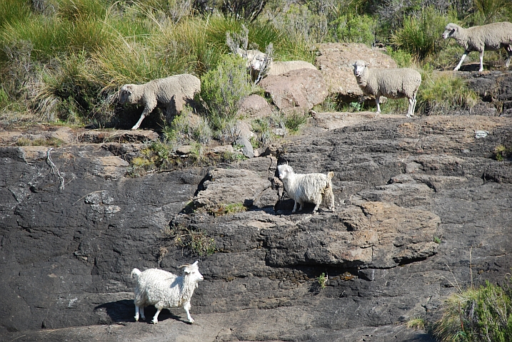 Ziegen und Schafe am Blue Mountain Pass