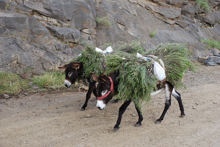 In Lesotho sind Esel wieder ein gängiges Transportmittel
