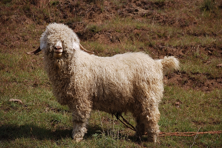 Angora-Ziege