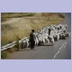 Eine Herde Angora-Ziegen unterwegs