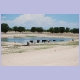 Kühe am Wasser im Norden Namibias zwischen Uutapi und Oshakati
