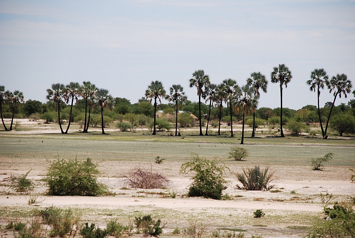 Typische Landschaft ganz im Norden von Namibia zwischen Uutapi und Oshakati