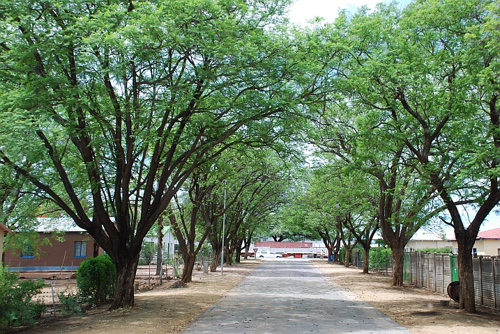 Eine der vielen Baumalleen in Tsumeb