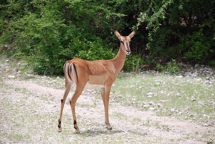 Black-faced Impala