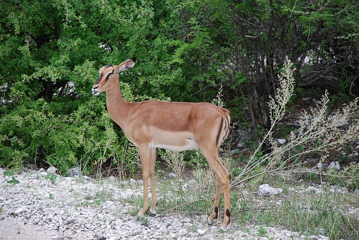 Black-faced Impala: Na sowas, zur Begrüssung die Zunge rausstrecken...