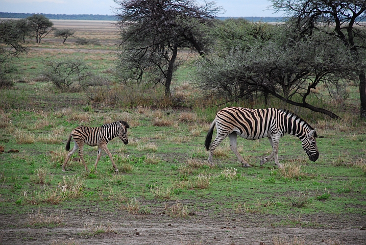 Zebra Mutter mit Jungem unterwegs