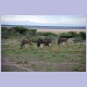 Vier Gnus mit Kuhreihern (Cattle Egret)