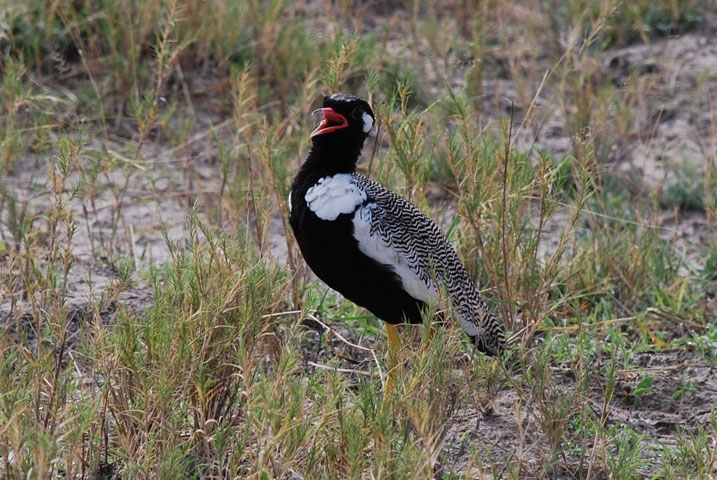 Northern Black Korhaan (Gackeltrappe) (m)