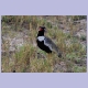 Northern Black Korhaan (Gackeltrappe) (m)