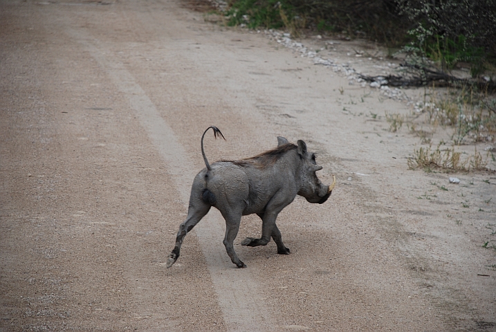 Ein Warzenschwein (Warthog) wetzt über die Strasse