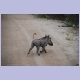 Ein Warzenschwein (Warthog) wetzt über die Strasse