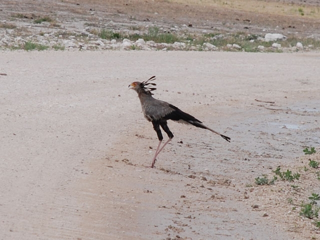 Secretarybird  (Sekretär)