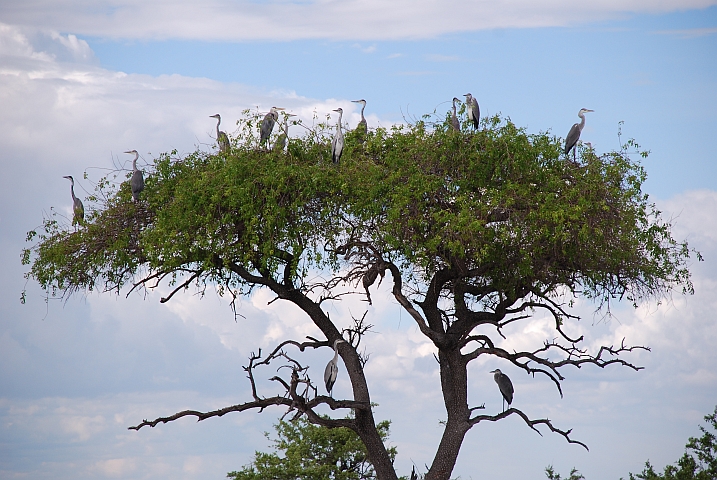 Viele Grey Heron (Graureiher) auf einem Baum