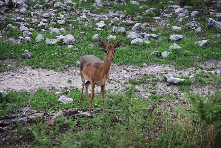 Damara Dik-Dik Weibchen