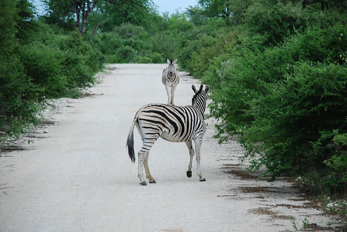 Bremer Stadtmusikanten, oder was? (Zebra “auf“ Zebra)