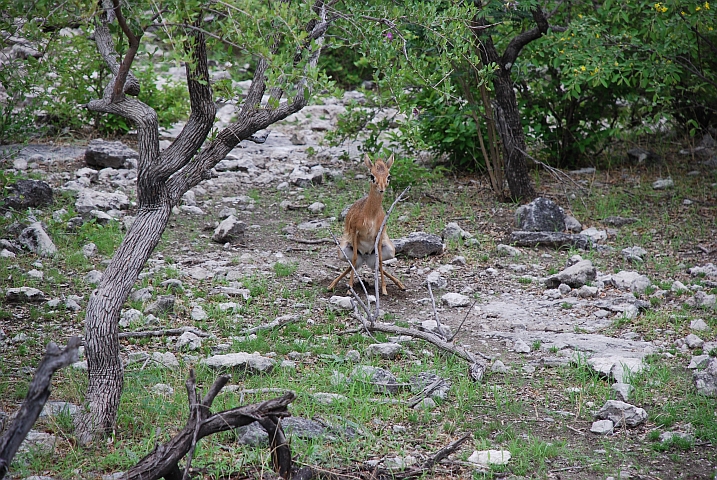 Damara Dik-Dik Bock beim markieren