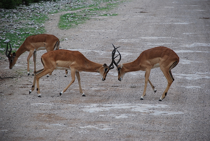 Black-faced Impala Junggesellen beim Kräftemessen