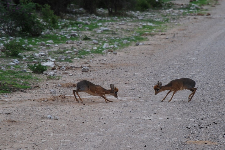 Kampf der Titanen (Damara Dik-Diks beim Hahnenkampf)