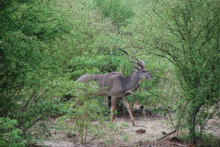 Kudu Bock