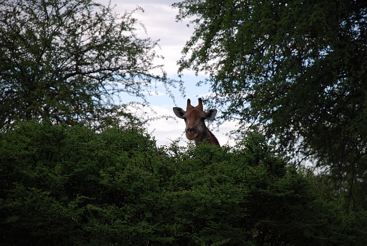 Giraffenkopf schaut über die Strächer