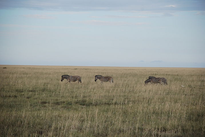 Zebras unterwegs in den Andoni Plain