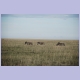 Zebras unterwegs in den Andoni Plains