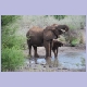 Früh übt sich..., Elefantenmutter und Kind beim trinken