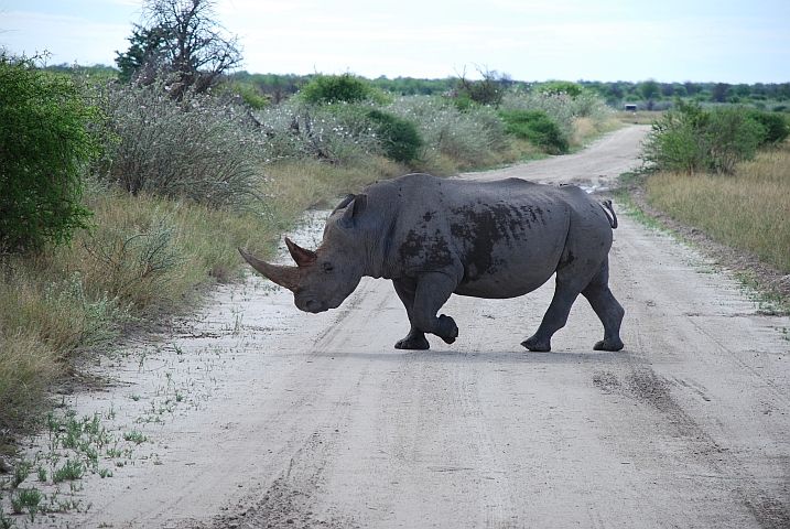 Spitzmaulnashorn