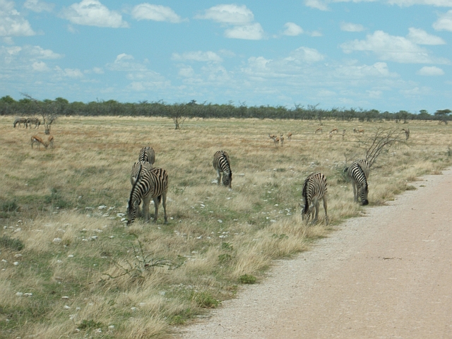 Zebras und Springböcke