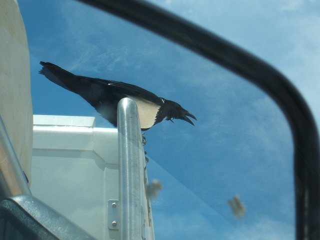 Pied Crow als lärmiger Besucher auf dem MGD Dach