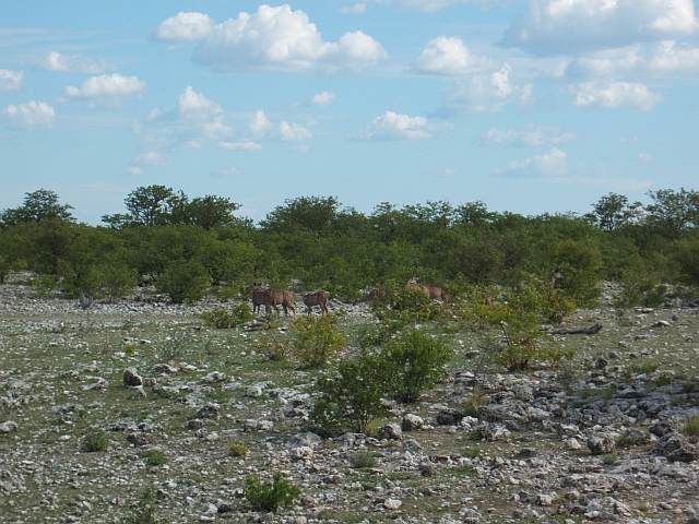 Kudus am Aus-Wasserloch