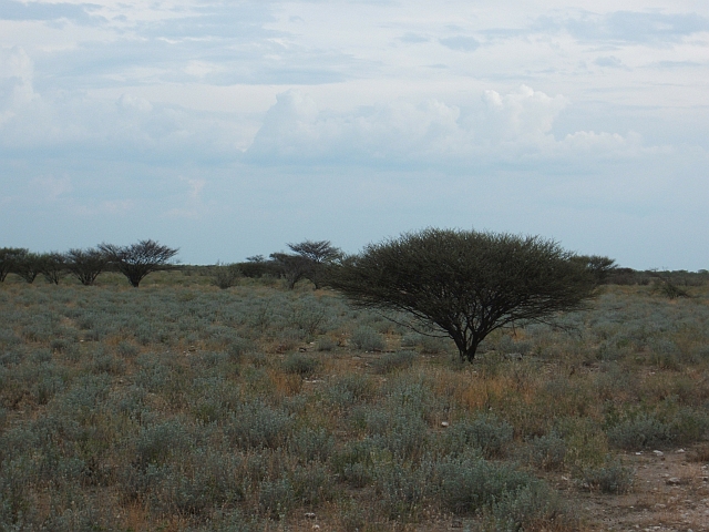 Landschaft im Etosha Nationalpark